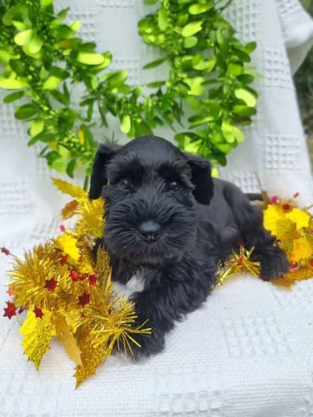 Cuccioli di Schnauzer nano | Foto 1