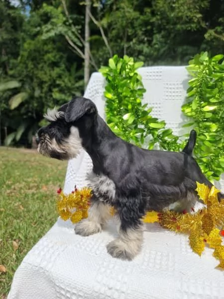 Cuccioli di Schnauzer nano | Foto 0