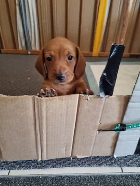 Mini bassotti di razza pura