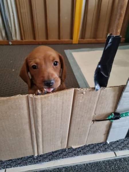 Mini bassotti di razza pura | Foto 2