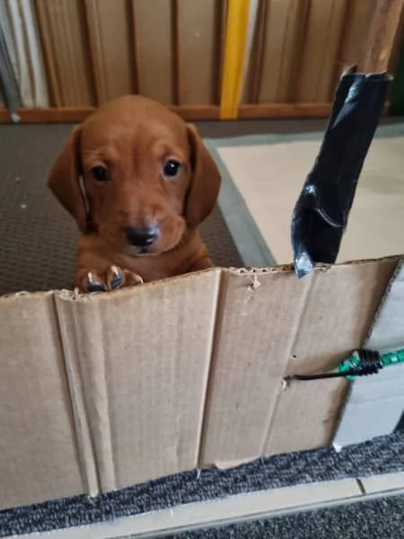 Mini bassotti di razza pura | Foto 1