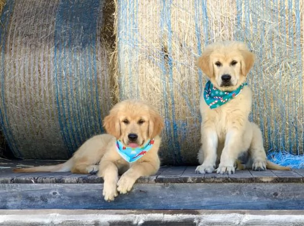 Cuccioli di Golden Retriever di razza testata con DNA per Natale!!!