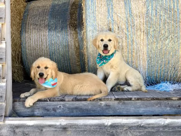 Cuccioli di Golden Retriever di razza testata con DNA per Natale!!! | Foto 1