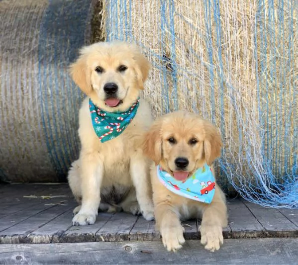 Cuccioli di Golden Retriever di razza testata con DNA per Natale!!! | Foto 0