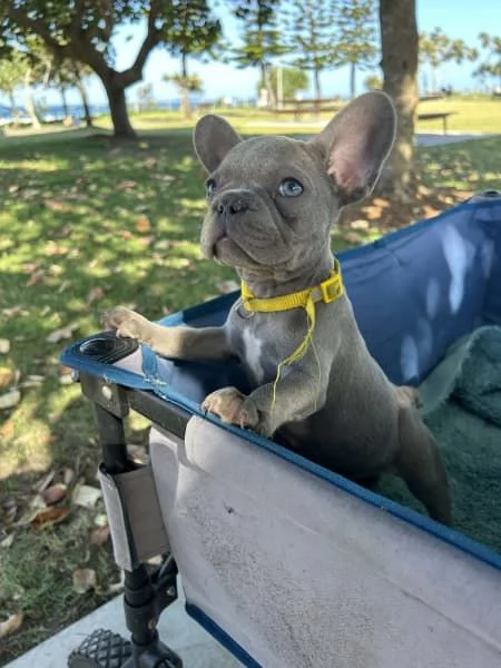 Cuccioli di Bulldog Francese  | Foto 3
