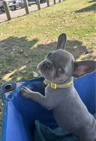 Cuccioli di Bulldog Francese  | Foto 1