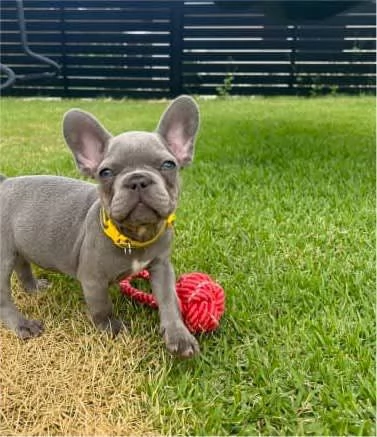 Cuccioli di Bulldog Francese 