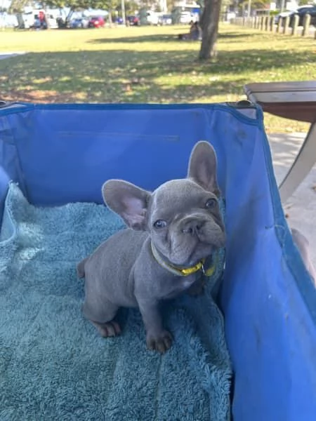 Cuccioli di Bulldog Francese  | Foto 0