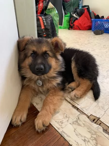 Pastore tedesco | Foto 0