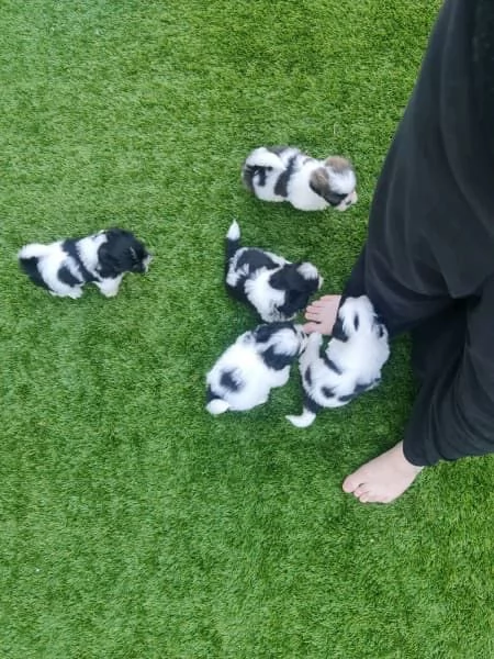 cuccioli shih tzu disponibili ORA | Foto 2