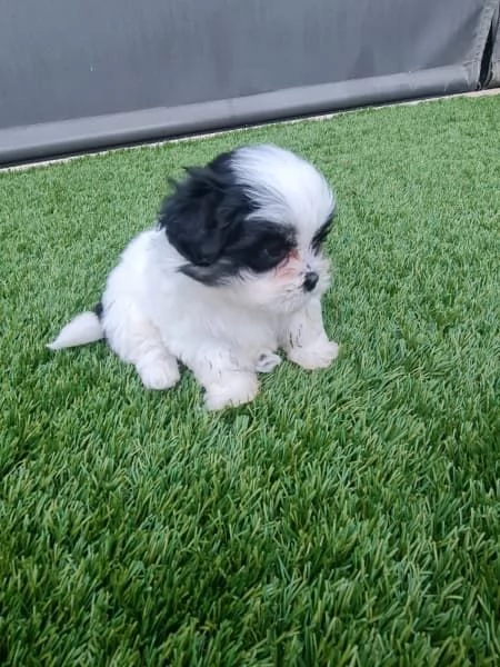 cuccioli shih tzu disponibili ORA | Foto 1