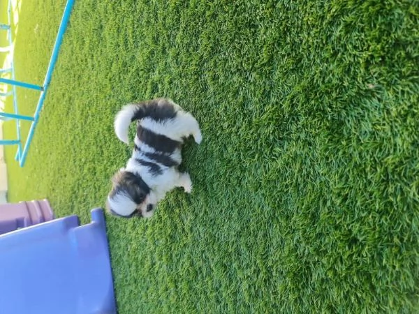 cuccioli shih tzu disponibili ORA | Foto 0