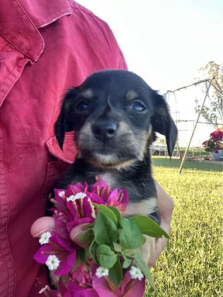 Cuccioli di bassotto mini