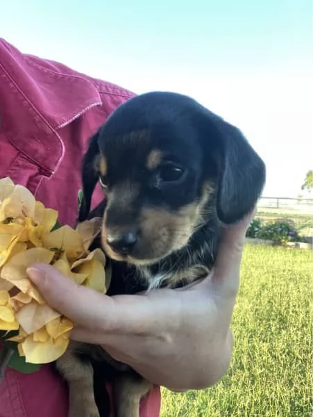 Cuccioli di bassotto mini | Foto 2