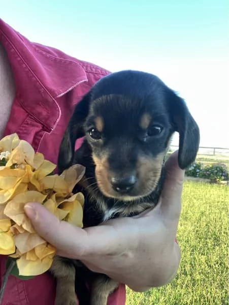 Cuccioli di bassotto mini | Foto 1