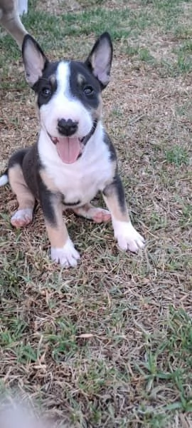 Cuccioli di Bull Terrier | Foto 3