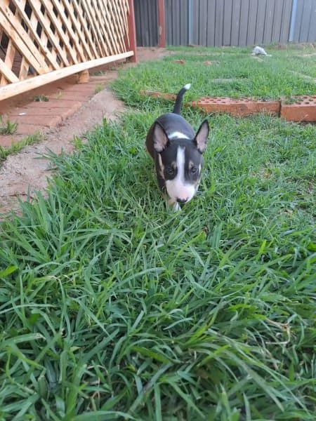 Cuccioli di Bull Terrier | Foto 2