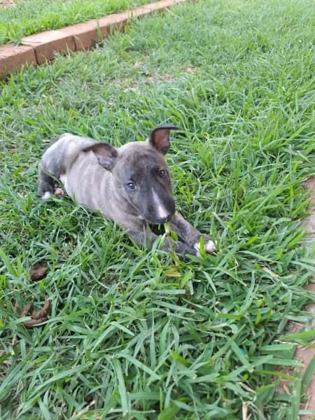 Cuccioli di Bull Terrier | Foto 1