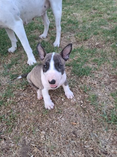 Cuccioli di Bull Terrier | Foto 0