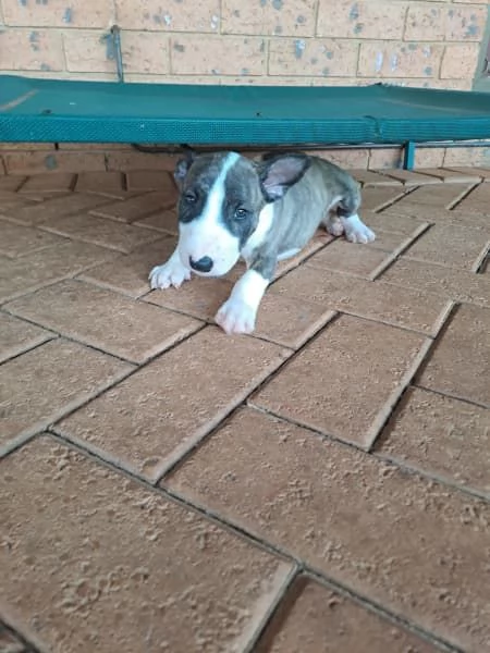 Cuccioli di Bull Terrier