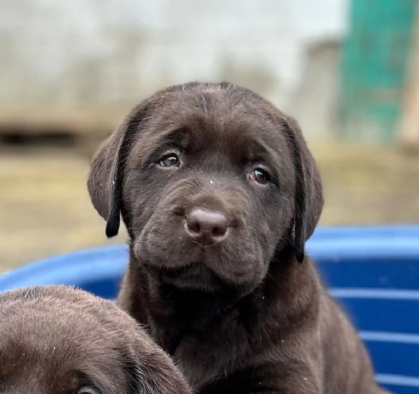 Labrador Cioccolato con pedigree 