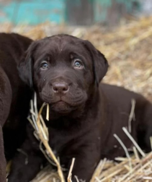 Labrador Cioccolato con pedigree  | Foto 3