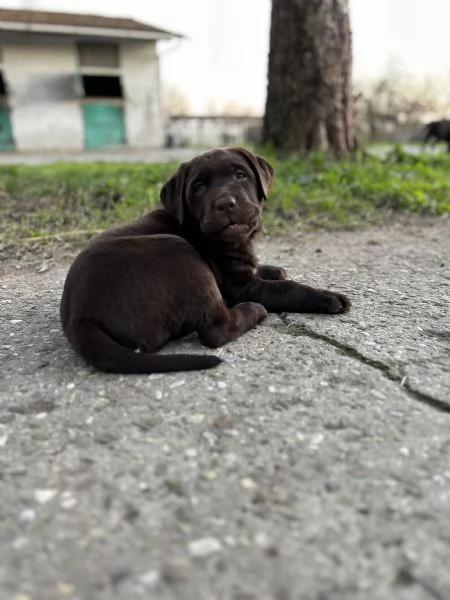 Labrador Cioccolato con pedigree  | Foto 2