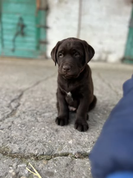 Labrador Cioccolato con pedigree  | Foto 1