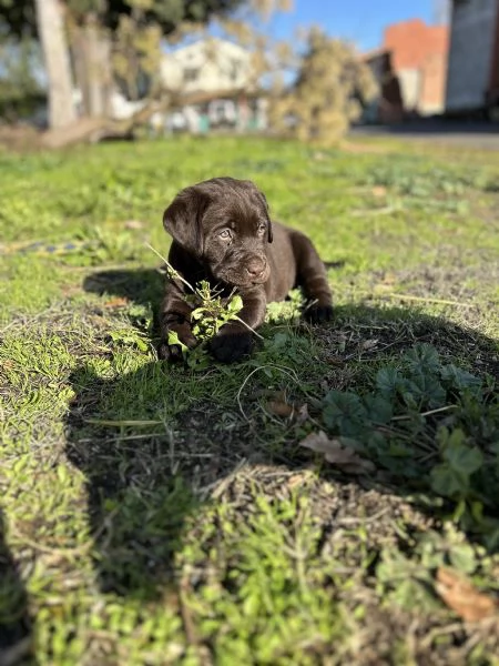 Labrador Cioccolato con pedigree  | Foto 0