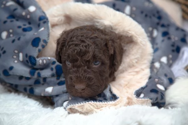 Cane da acqua spagnolo cuccioli | Foto 6