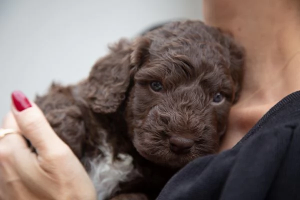 Cane da acqua spagnolo cuccioli | Foto 5