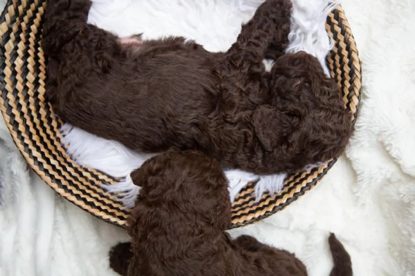 Cane da acqua spagnolo cuccioli | Foto 4