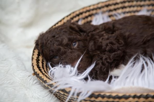Cane da acqua spagnolo cuccioli | Foto 3
