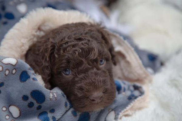 Cane da acqua spagnolo cuccioli | Foto 2