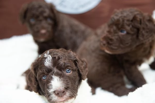 Cane da acqua spagnolo cuccioli | Foto 1