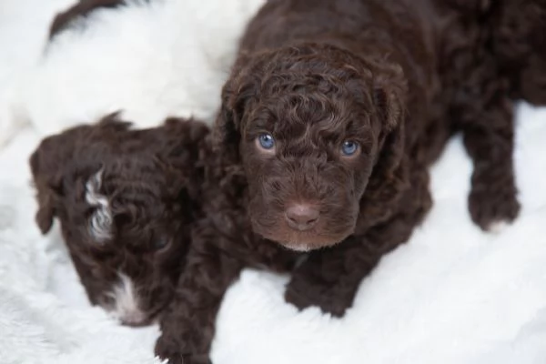 Cane da acqua spagnolo cuccioli