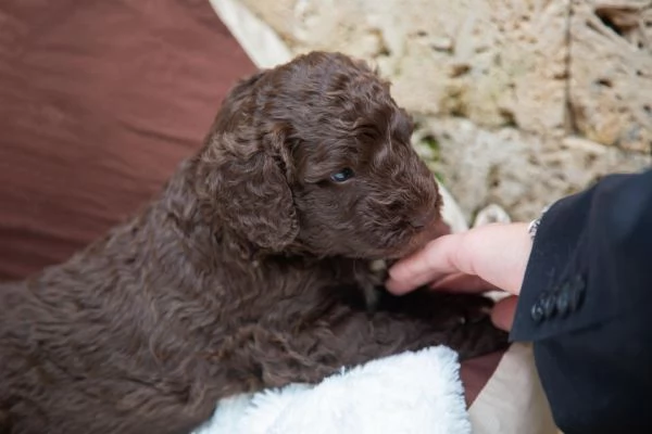 Cane da acqua spagnolo cuccioli | Foto 0