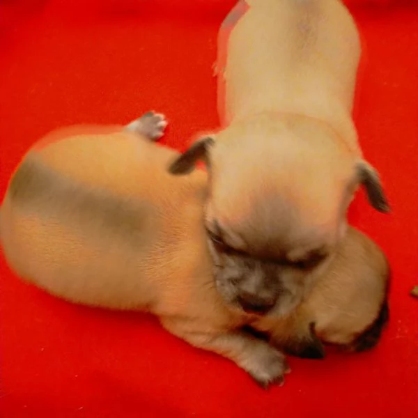 Cuccioli di Chihuahua  | Foto 2