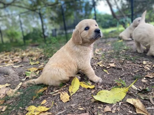 Cuccioli di Golden Retriever con DNA trasparente pronti per la vigilia di Natale | Foto 2