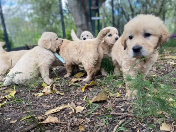 Cuccioli di Golden Retriever con DNA trasparente pronti per la vigilia di Natale