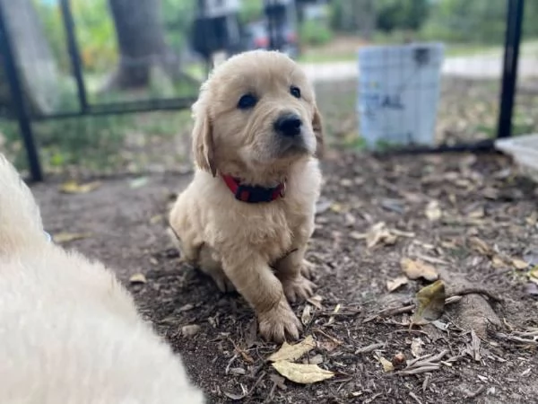 Cuccioli di Golden Retriever con DNA trasparente pronti per la vigilia di Natale | Foto 1