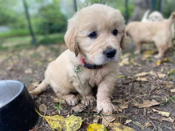 Cuccioli di Golden Retriever con DNA trasparente pronti per la vigilia di Natale | Foto 0