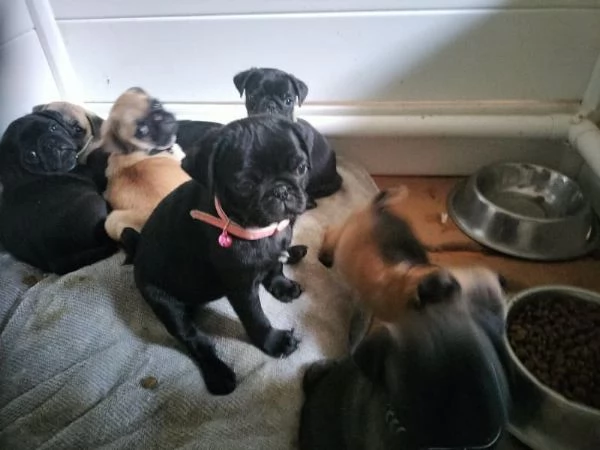 Splendidi cuccioli di carlino di razza pura | Foto 5