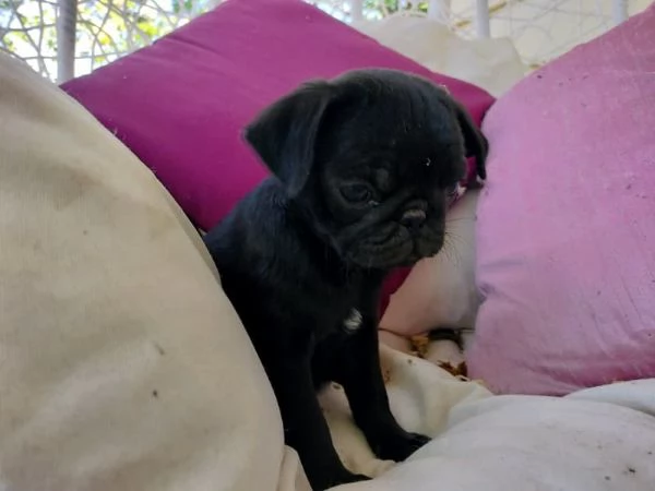 Splendidi cuccioli di carlino di razza pura | Foto 4