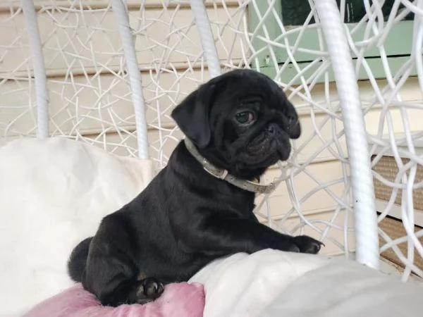 Splendidi cuccioli di carlino di razza pura | Foto 3