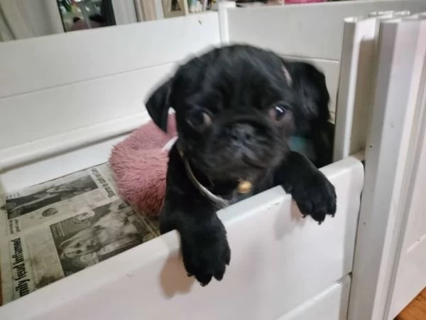 Splendidi cuccioli di carlino di razza pura