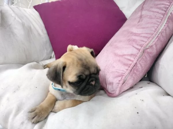 Splendidi cuccioli di carlino di razza pura | Foto 2