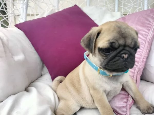 Splendidi cuccioli di carlino di razza pura | Foto 1