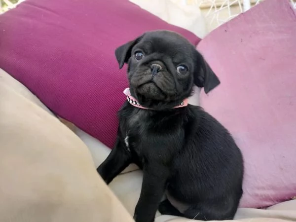 Splendidi cuccioli di carlino di razza pura | Foto 0