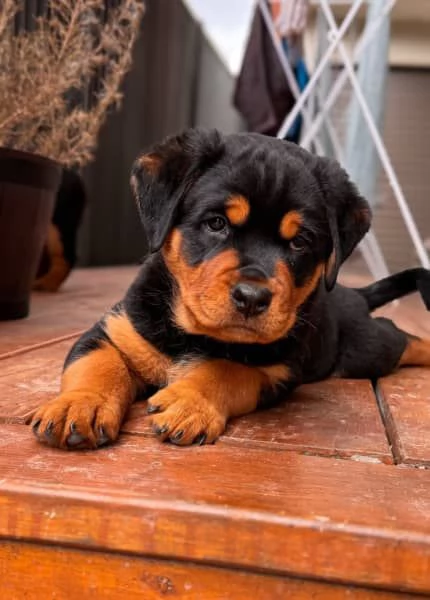 CUCCIOLI DI ROTTWEILER DI PURA RAZZA | Foto 3
